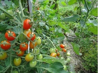 tomato.jpg